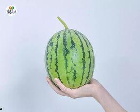 今日份西宁吃瓜,揭秘今日瓜界风云