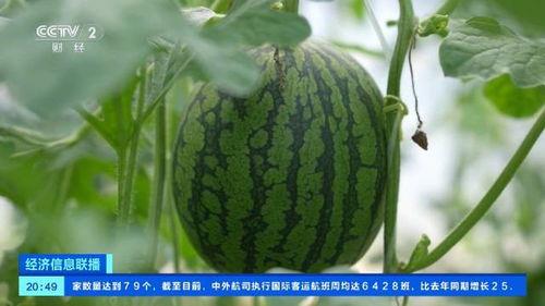 今日大瓜价格最新行情,价格波动解析，市场动态一览