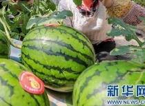 长垣县今日吃瓜最新消息,揭秘今日热点事件背后的真相