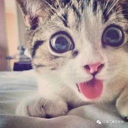 明星网红同款猫咪头像,明星同款萌宠风采大揭秘