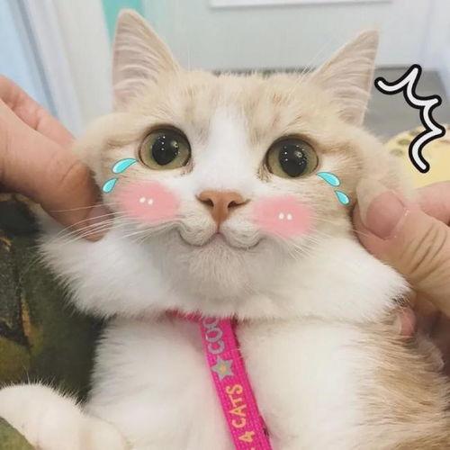 明星网红同款猫咪头像,明星同款萌宠风采大揭秘