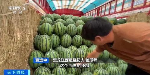 东莞下桥麒麟瓜今日价格,价格行情一览”