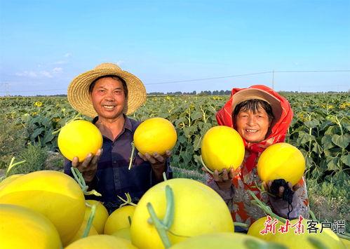 民勤蜜瓜今日新闻,新鲜上市，甜蜜飘香，助力乡村振兴