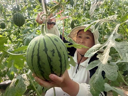 山东菏泽小吊瓜今日价格,价格行情一览”
