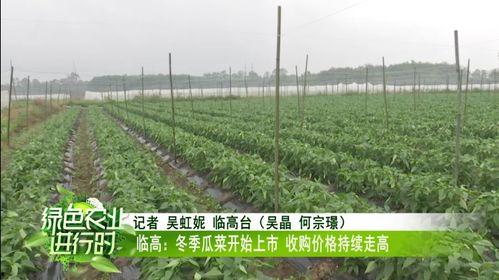 瓜菜类今日价格,市场行情一览