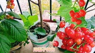 多肉小野猫今日吃瓜,揭秘娱乐圈幕后故事