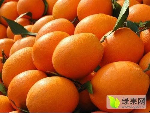 秭归脐橙带货明星网红,秭归脐橙闪耀全国市场”