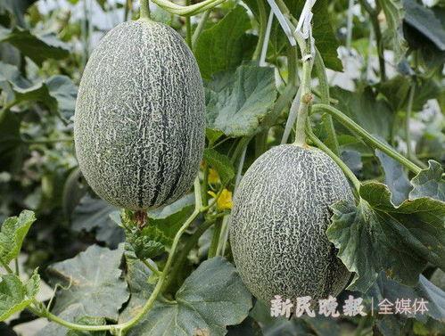 小蜜哈密瓜今日报价,新鲜美味，价格实惠，尽在小蜜果园”