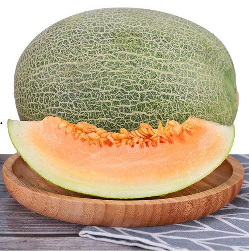 小蜜哈密瓜今日报价,新鲜美味，价格实惠，尽在小蜜果园”
