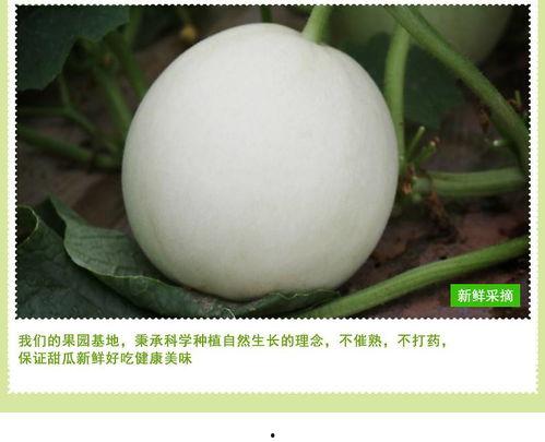 小蜜哈密瓜今日报价,新鲜美味，价格实惠，尽在小蜜果园”