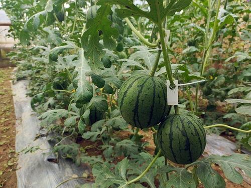 五一吃瓜今日大瓜视频,今日大瓜视频盘点