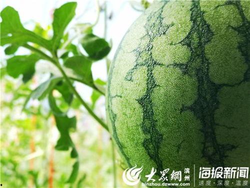 五一吃瓜今日大瓜视频,今日大瓜视频盘点