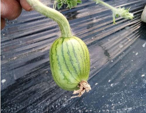 小圆瓜今日价,市场行情一览