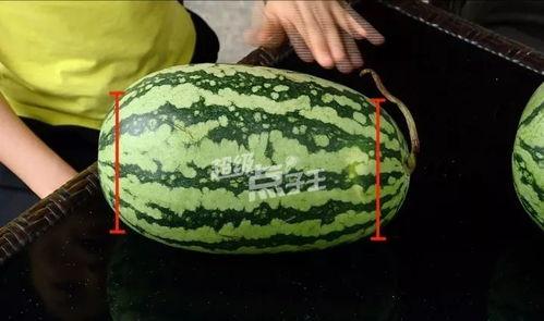 小圆瓜今日价,市场行情一览