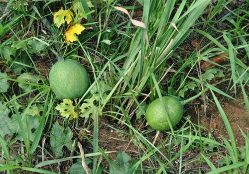 小圆瓜今日价,市场行情一览