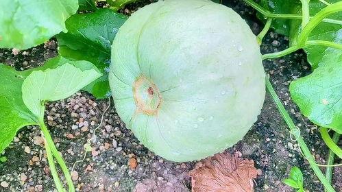 豆瓣今日的瓜,今日瓜料揭秘，网友热议不断！