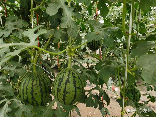 小吊瓜批发价今日,价格波动背后的市场动态”