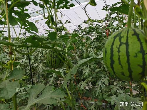小吊瓜批发价今日,价格波动背后的市场动态”