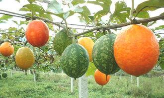 首横城吊瓜今日价格,价格行情一览”