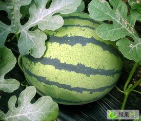 武汉汉瓜今日行情价格,价格波动解析与市场动态一览”