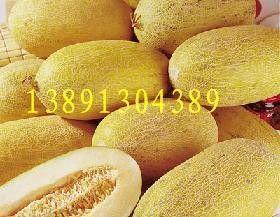 乐东哈密瓜今日价格行情,价格行情一览