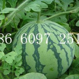 山东今日吊瓜价格表最新,最新市场行情一览