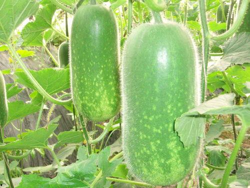 今日元谋三叶瓜多少斤,每斤售价再创新高