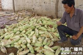 宁夏今日茭瓜价格行情最新,今日市场动态一览”