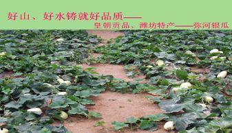 弥河银瓜今日价格,价格行情一览”