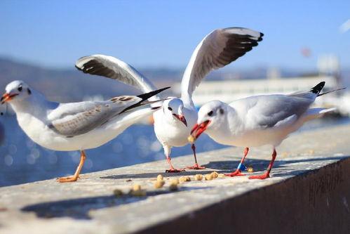 昆明滇池海鸥和明星网红,共筑昆明生态与人气新地标