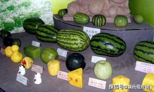 今日吃瓜-13号球,13号球背后的惊人真相