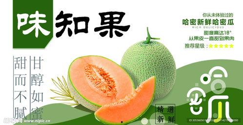 地里哈密瓜图片今日头条,哈密瓜图片展示，甘甜多汁的地里美味