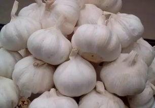 今日乳瓜批发价格多少,行情波动背后的秘密