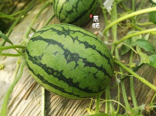 今日全美瓜价格,今日市场行情一览”