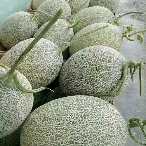 湖南哈密瓜价格今日价,品质佳品，实惠之选