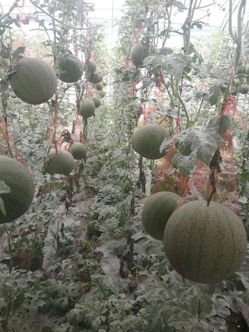 小吊瓜成交价今日,今日小吊瓜成交价再创新高