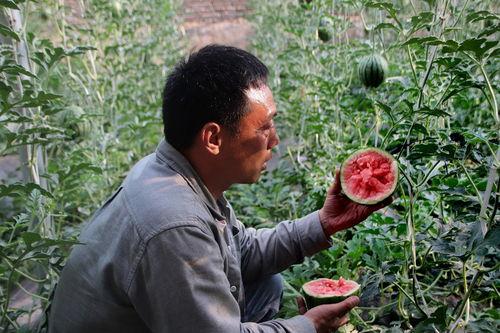 小吊瓜成交价今日,今日小吊瓜成交价再创新高