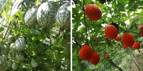 小吊瓜成交价今日,今日小吊瓜成交价再创新高