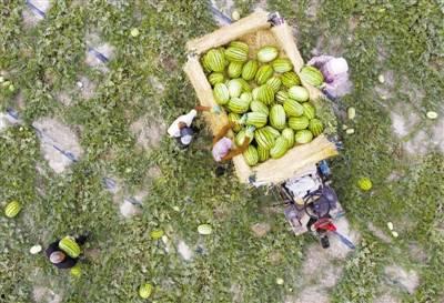 宁夏中卫硒砂瓜今日行情,今日行情火爆，硒元素助力健康生活”