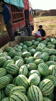 宁夏中卫硒砂瓜今日行情,今日行情火爆，硒元素助力健康生活”