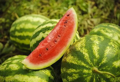 今日头瓜收购价格表图片