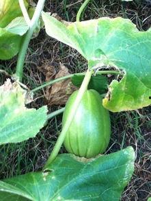 五一吃瓜在线今日吃瓜论坛