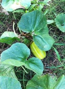 五一吃瓜在线今日吃瓜论坛