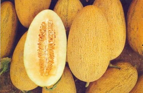 今日哈密瓜行情万邦