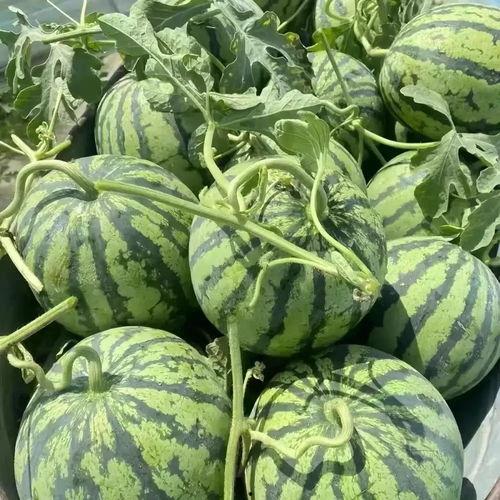 毛瓜价格今日行情最新