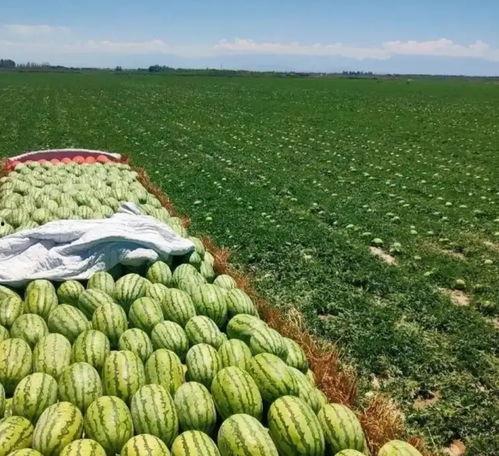 毛瓜价格今日行情最新