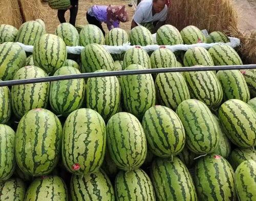 毛瓜价格今日行情最新