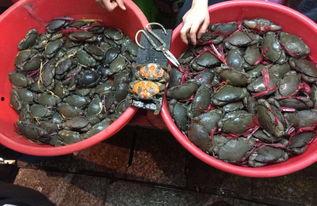 海角吃瓜黑料在哪里可以买到,独家渠道带你一探究竟