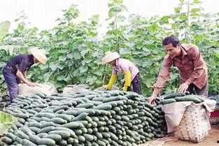 今日徐闻瓜菜行情怎么样,徐闻瓜菜市场行情实时概览
