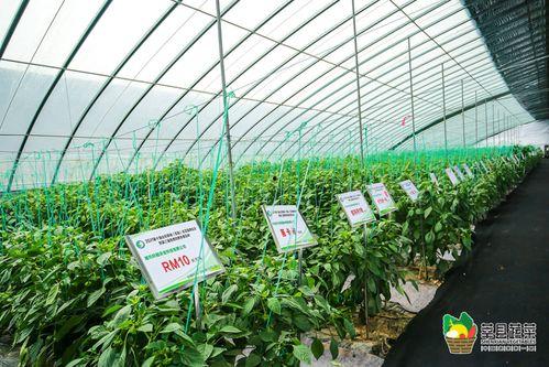 今日徐闻瓜菜行情怎么样,徐闻瓜菜市场行情实时概览